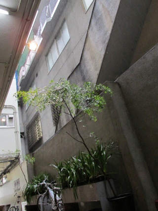 IMG_5250.JPG
