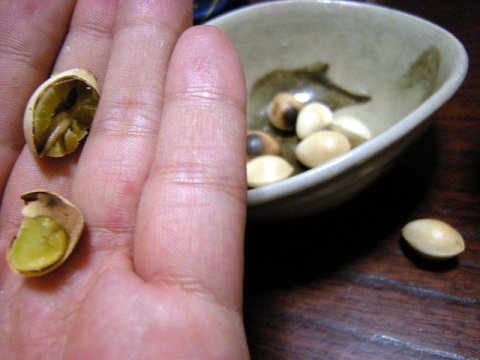 icho0010.JPG